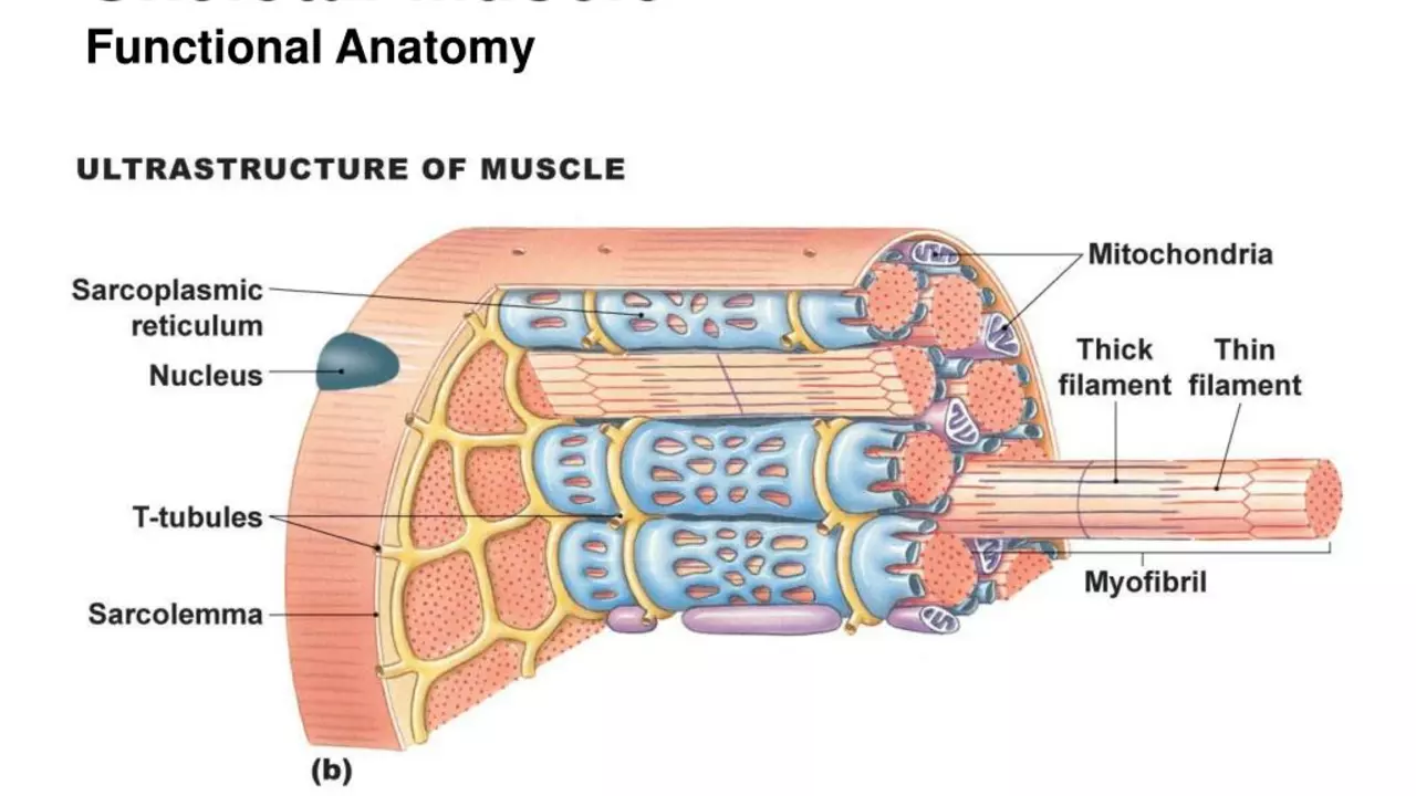 The Role of Prolotherapy in Treating Acute Skeletal Muscle Conditions